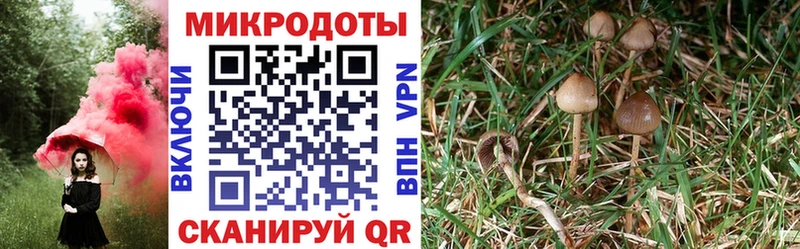 omg   Завитинск  Галлюциногенные грибы Magic Shrooms 